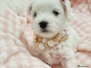 Maltese dogs - Advert 5