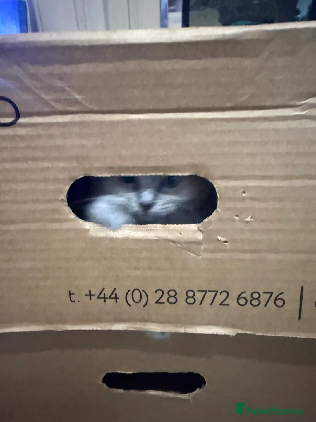 Ragdoll cats for sale: Fully vaccinated, vet checked V cuddly Ragdoll boy - Advert 9