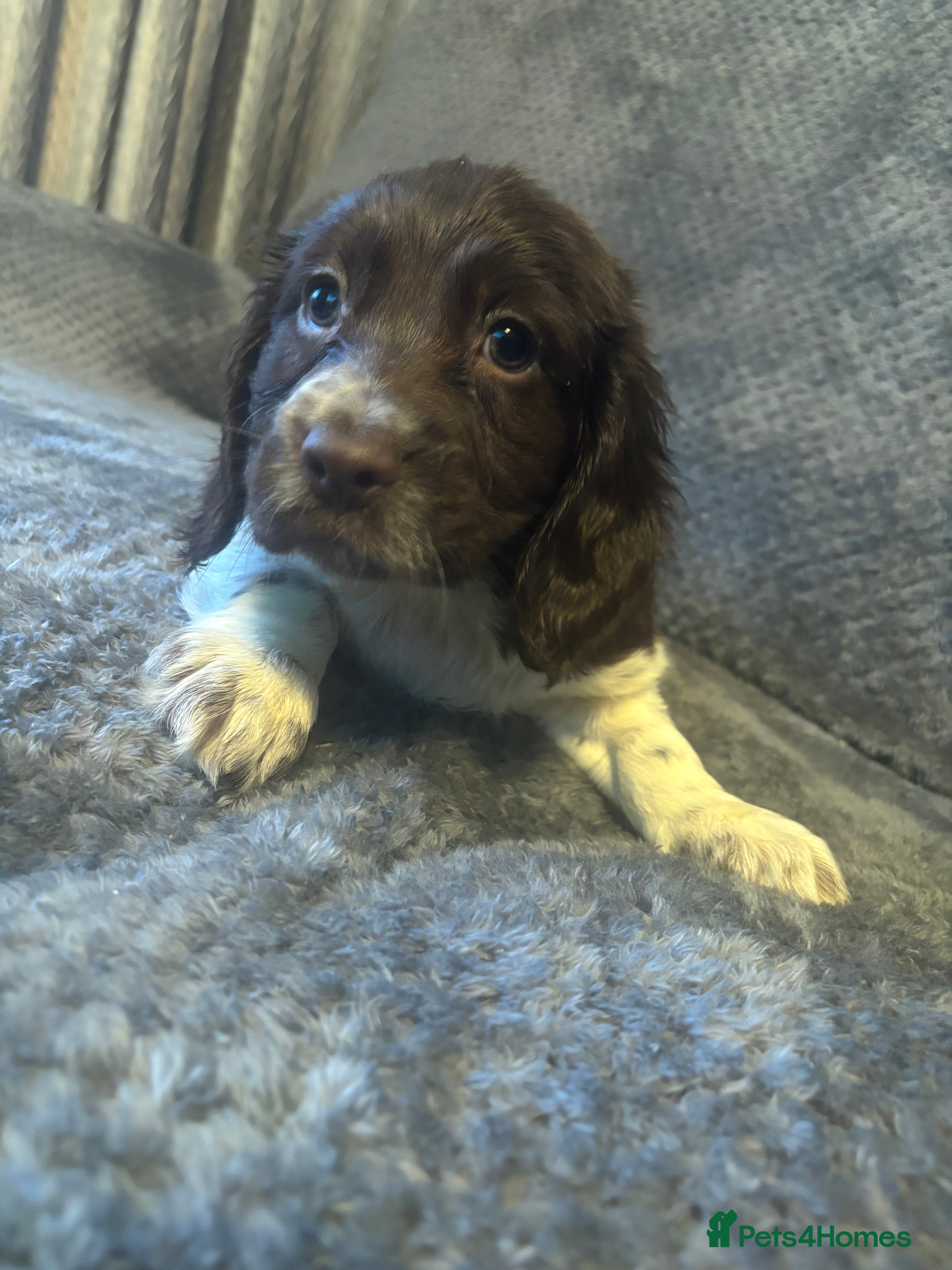 Cocker Spaniel dogs Beautiful show type cocker spaniels  - Advert 4