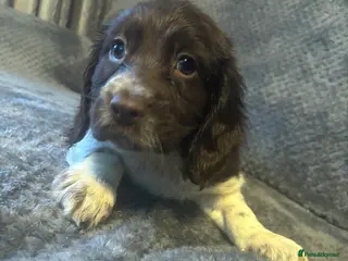 Cocker Spaniel dogs Beautiful show type cocker spaniels - Advert 14