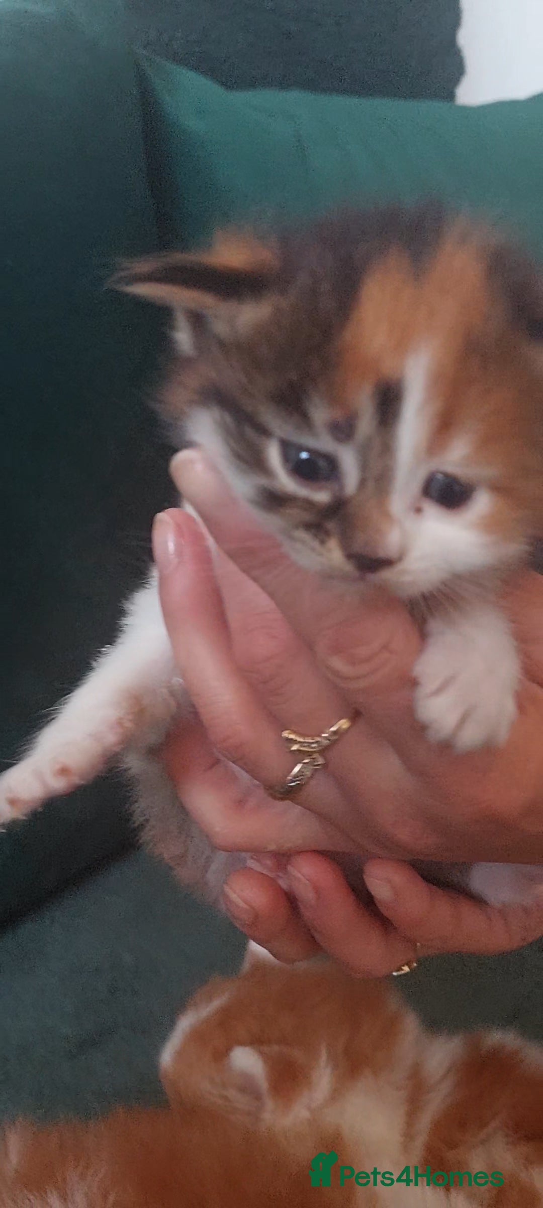 Mixed Breed cats for sale: 3 fluffy kittens - Advert 3