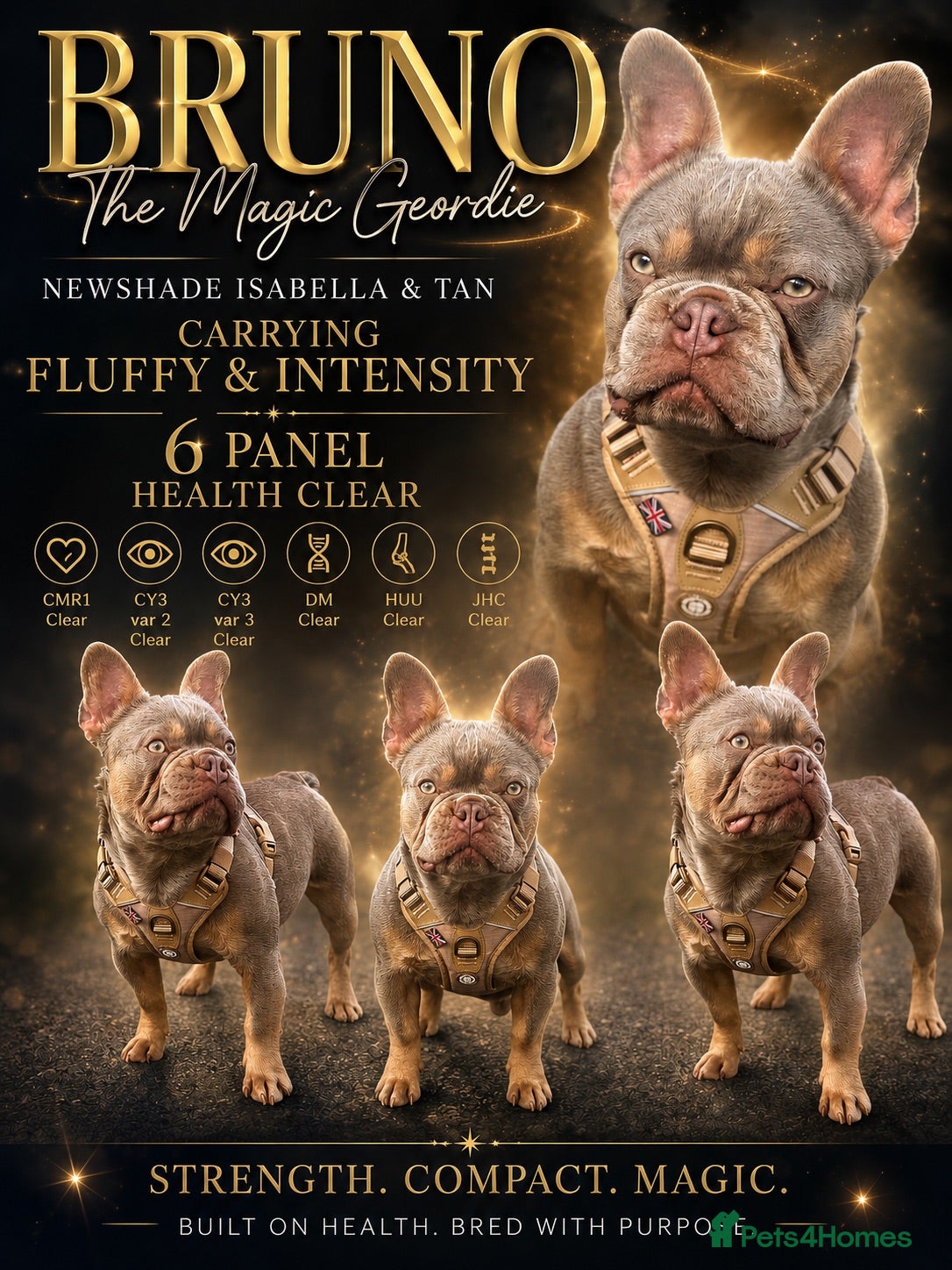 French Bulldog dogs FOR STUD- BRUNO THE MAGIC GEORDIE  - Advert 1