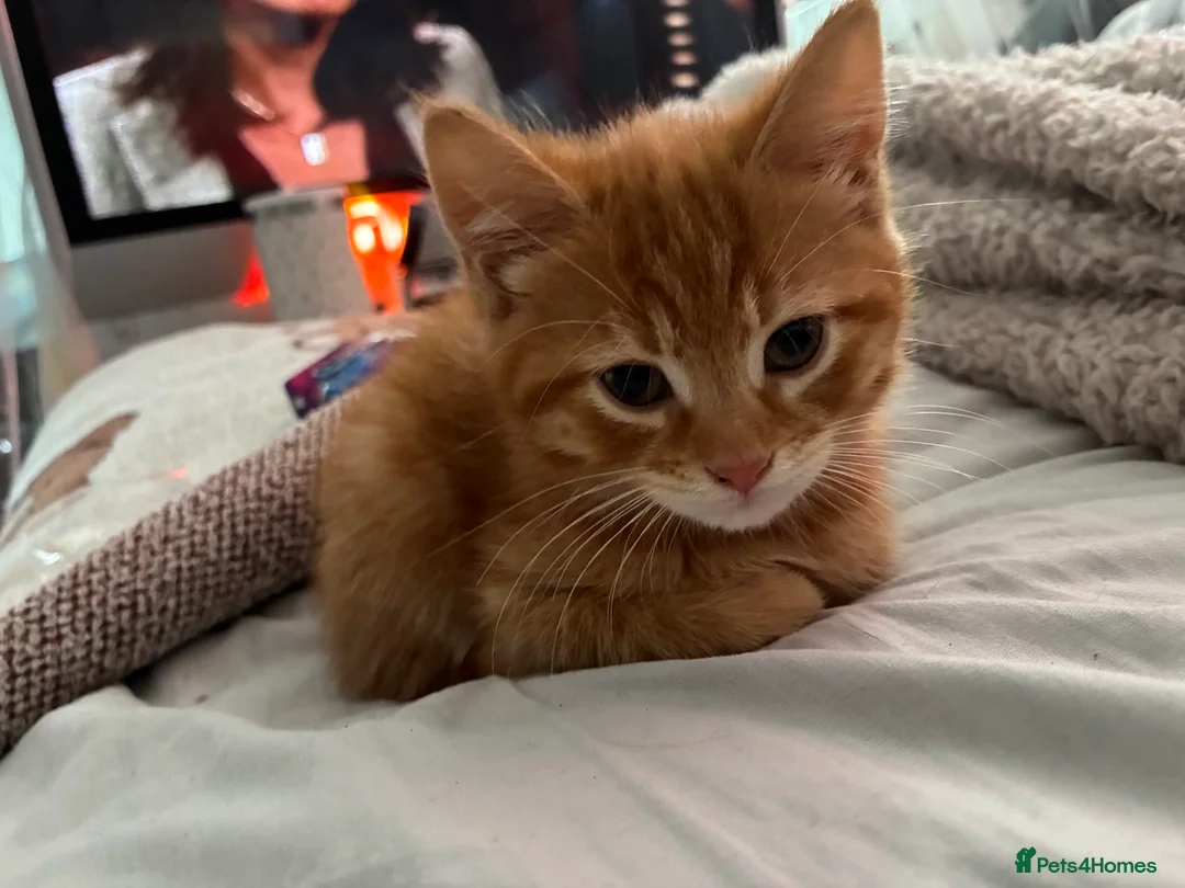 Mixed Breed cats for sale: Beautiful fluffy cuddly kittens for sale!!!  - Advert 10