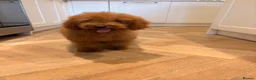 Cockapoo dogs for sale: LICENSED BREEDER QUALITY HEALTH TESTED COCKAPOOS - Advert 15