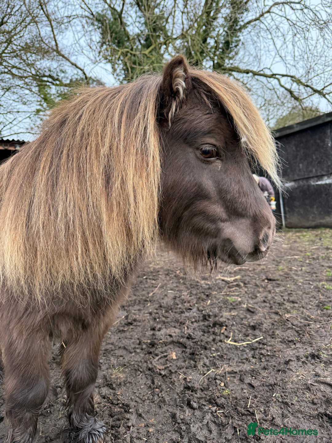 Miniature horses for sale: American miniature colt  - Advert 2