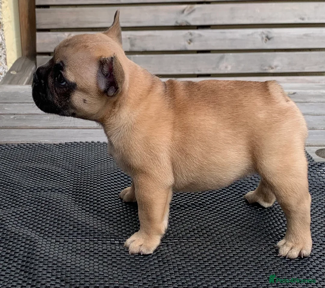 French Bulldog dogs for stud: Henri show winning red fawn stud  - Advert 37