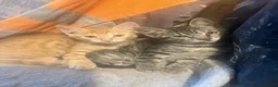 Mixed Breed cats for sale: Beautiful Kittens Looking for Loving Homes 🐾 in Rickmansworth - Advert 11