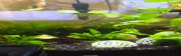 Shrimps fish for sale: 10 x Wild-Type Ornamental Shrimp (Neocaridina) - Advert 2
