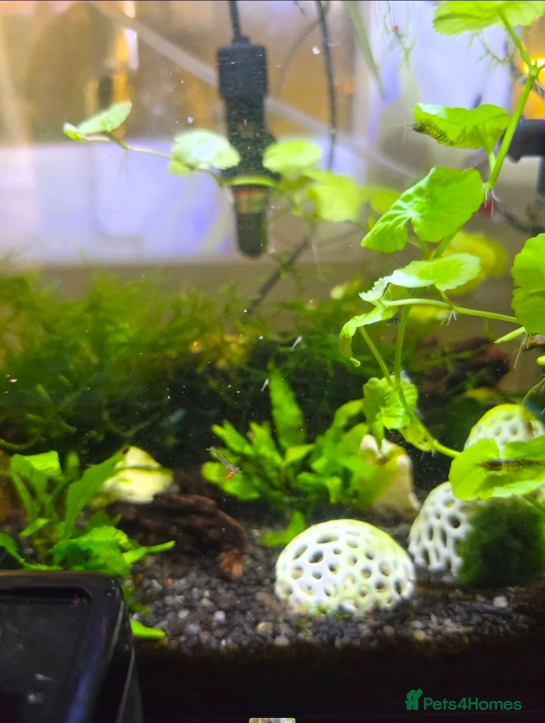 Shrimps fish for sale: 10 x Wild-Type Ornamental Shrimp (Neocaridina) - Advert 2