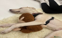 Mixed Breed dogs for sale: Husky and Labrador mix breed (Haskador) - Image 4