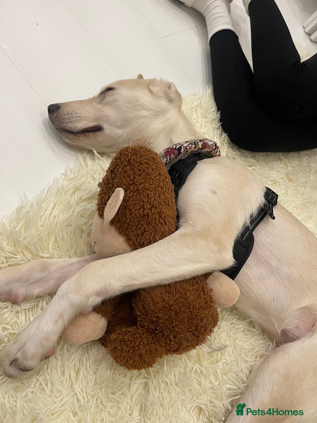 Mixed Breed dogs for sale: Husky and Labrador mix breed (Haskador) - Image 4