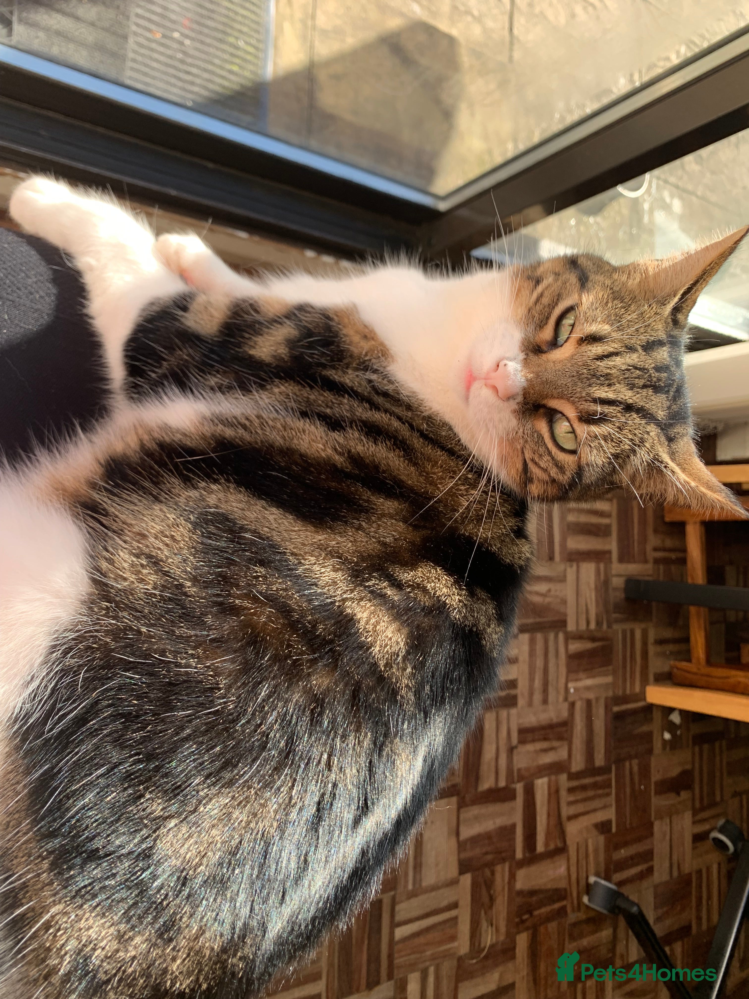 Mixed Breed cats 8 Year old Cat - Advert 1