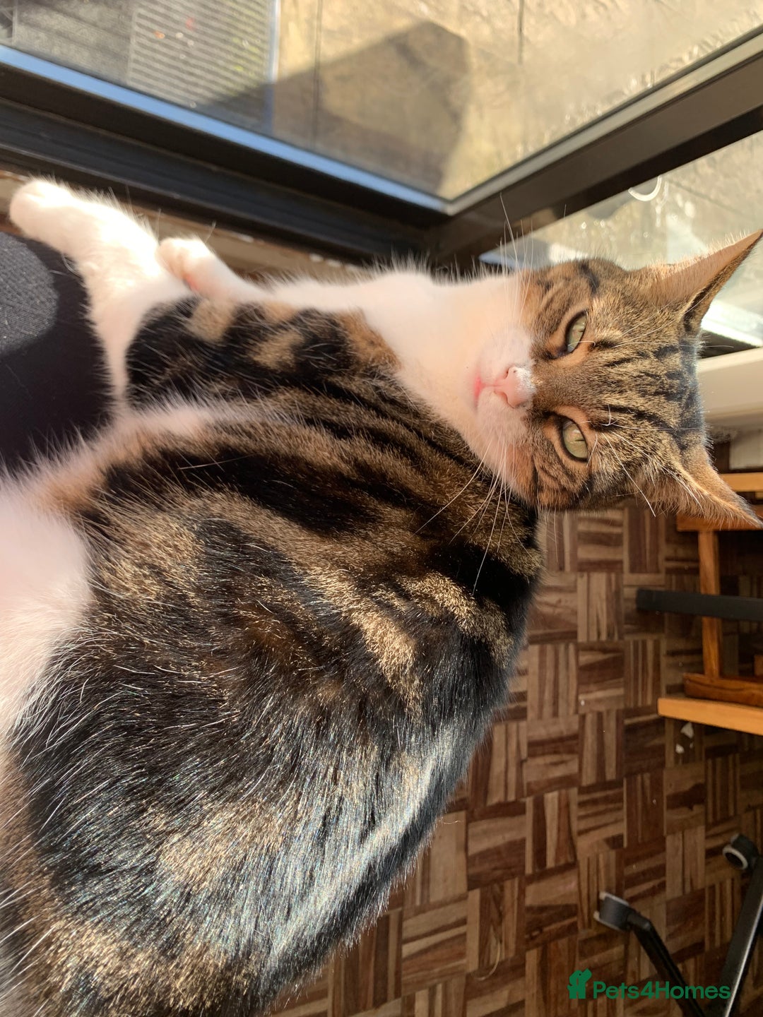 Mixed Breed cats for sale: 8 Year old Cat - Advert 1