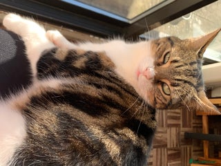 Mixed Breed cats 8 Year old Cat - Advert 2