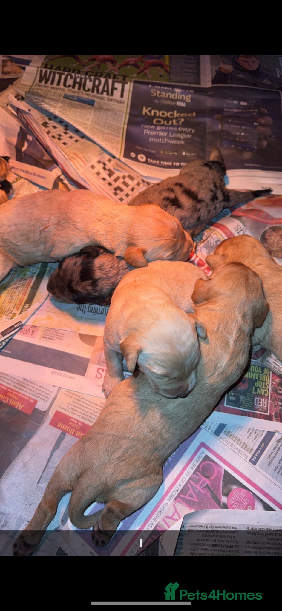 Labradoodle dogs miniature labradoodles pups  - Advert 14