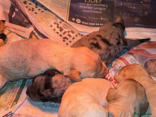 Labradoodle dogs miniature labradoodles pups - Advert 16