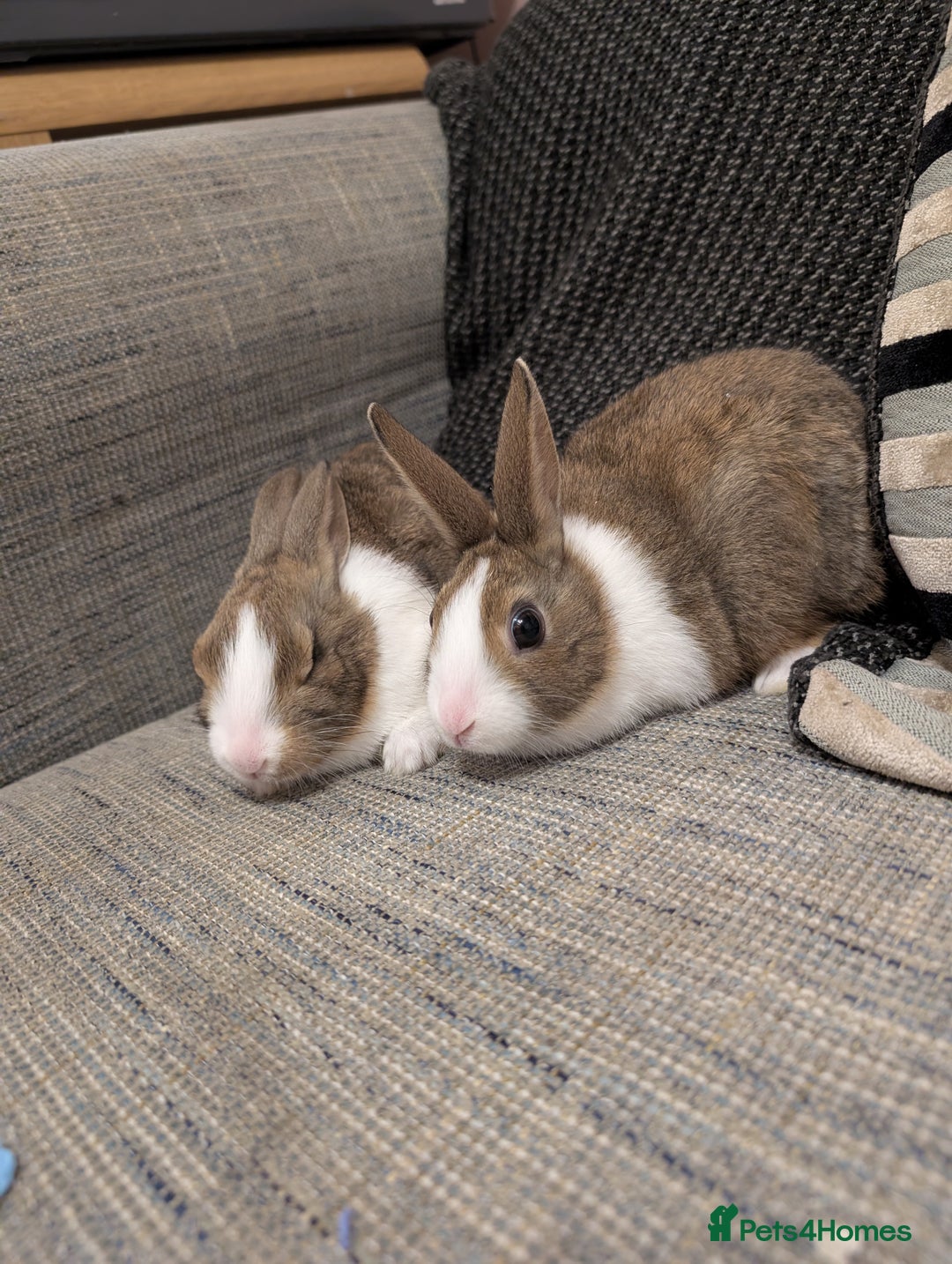 Dutch rabbits for sale: Dutch and minilop crosses available  - Advert 5