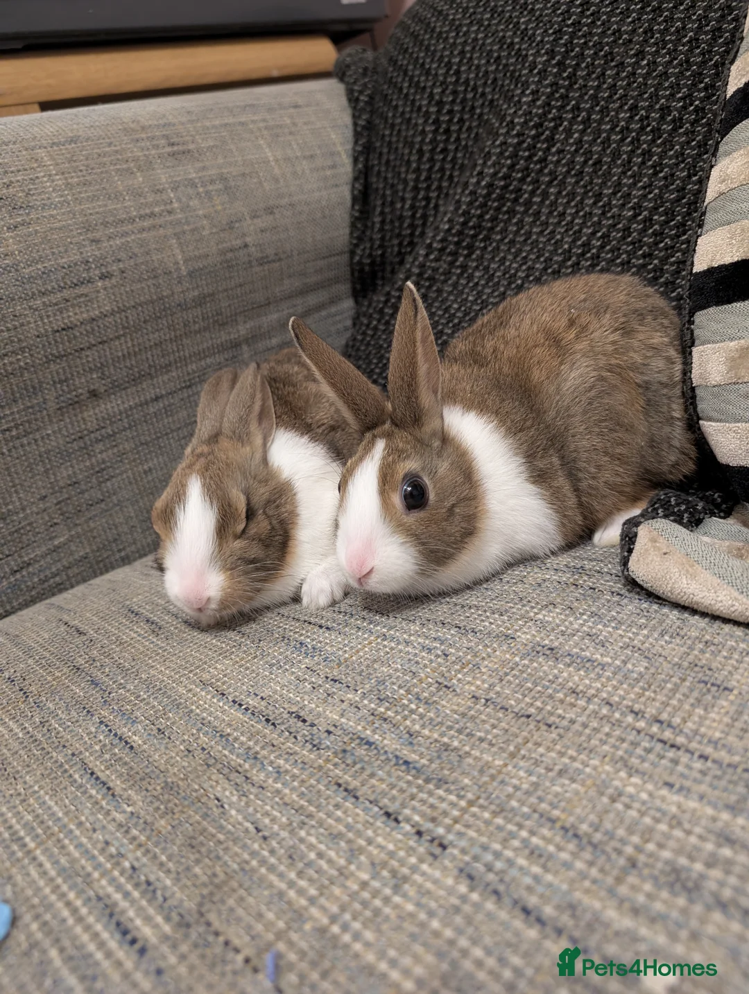 Dutch rabbits for sale: Dutch and minilop crosses available  - Advert 2