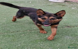 German Shepherd dogs for adoption: RICO  - Image 6