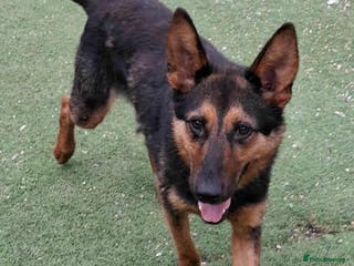 German Shepherd dogs RICO - Advert 2