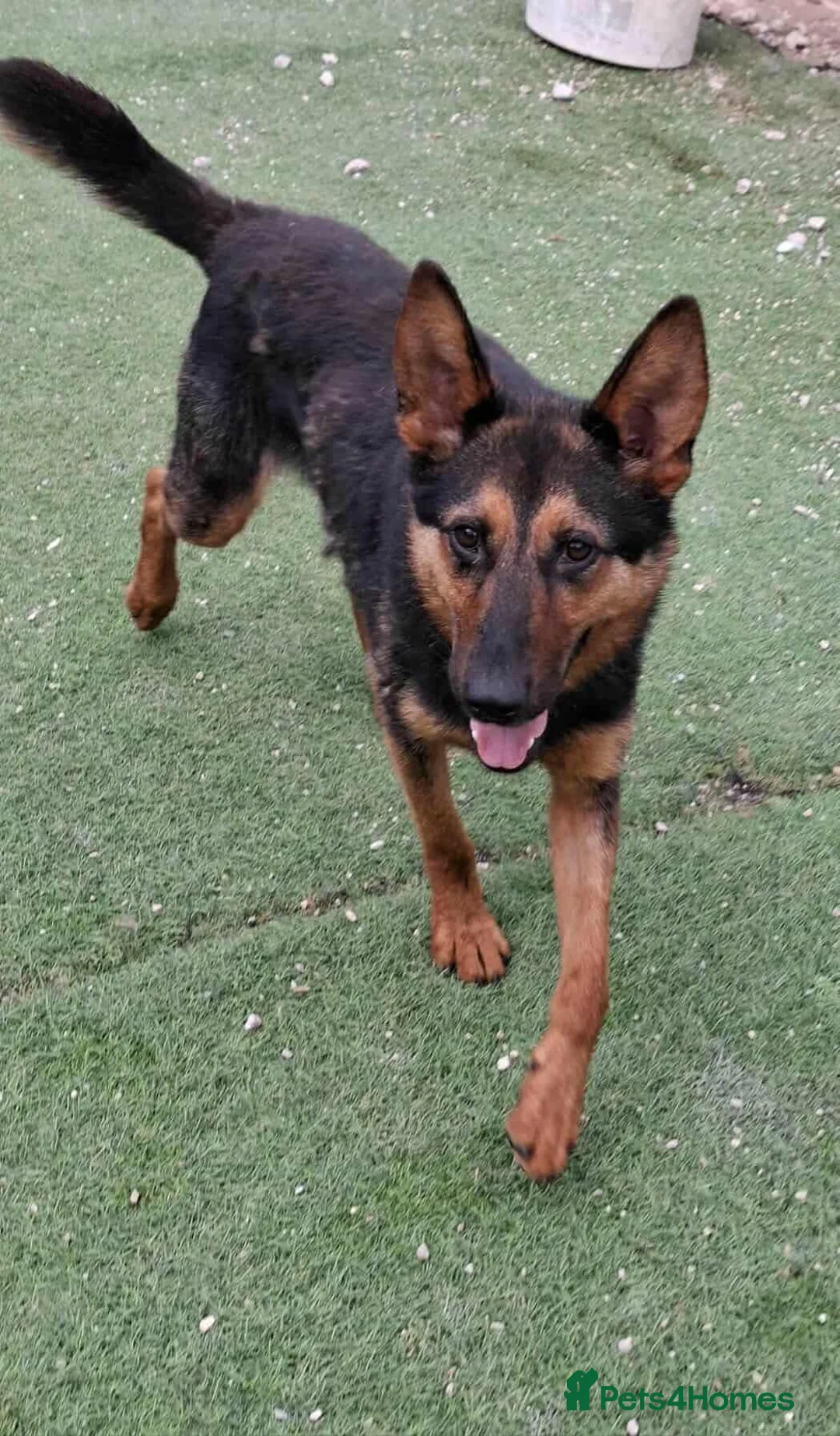 German Shepherd dogs for adoption: RICO  - Advert 1