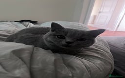 British Shorthair cats for sale: British Short Hair - Image 2