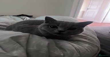 British Shorthair cats - Advert 5