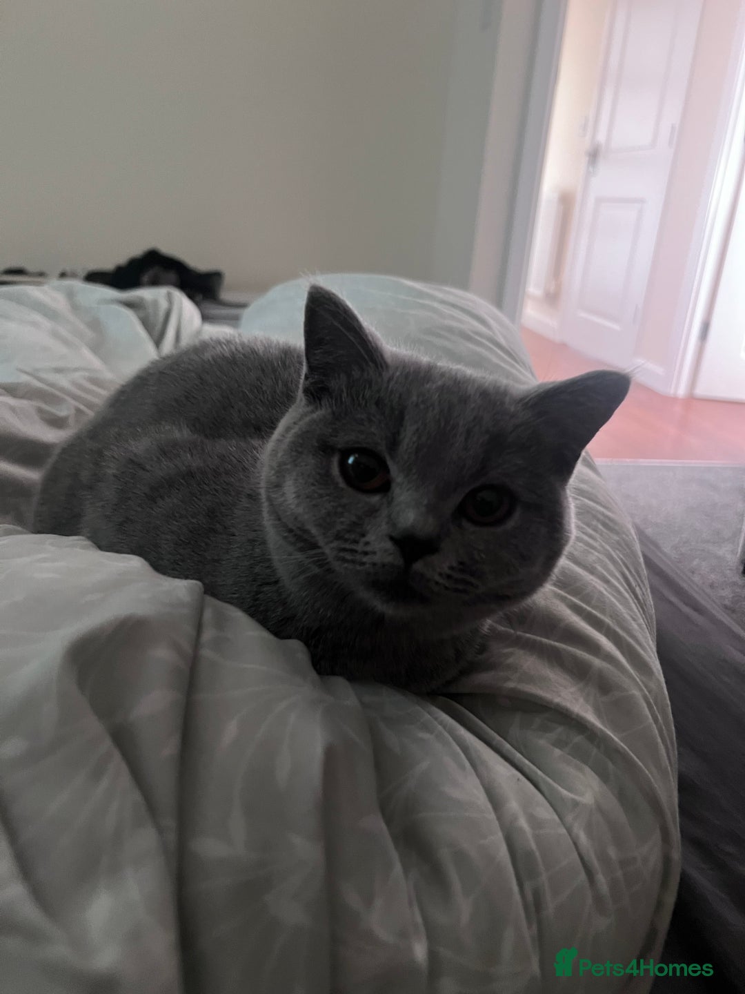 British Shorthair cats for sale: British Short Hair - Image 2