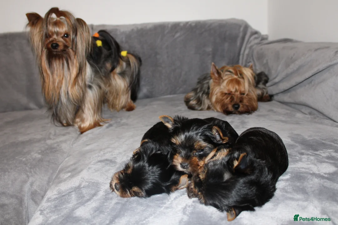Yorkshire Terrier dogs for stud: PROVEN KC reg 2.5kg experienced STUD boy in Newton-le-Willows - Advert 16