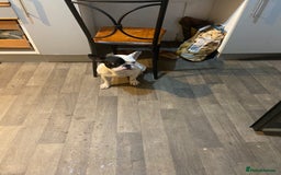 French Bulldog dogs for sale: Mr alin - Image 1