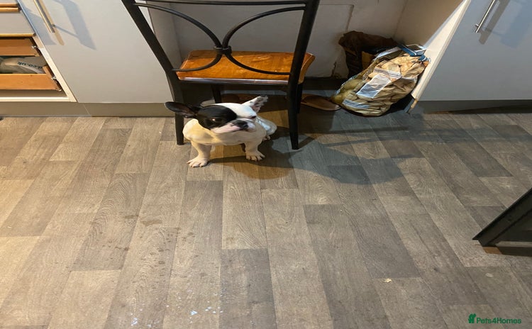 French Bulldog dogs for sale - Advert 1