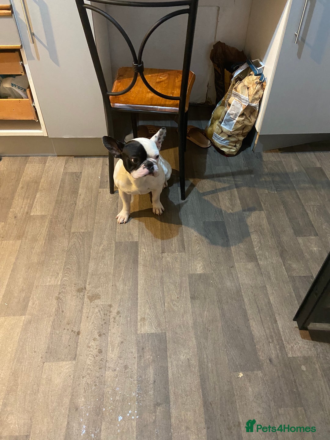 French Bulldog dogs for sale: Mr alin - Image 1