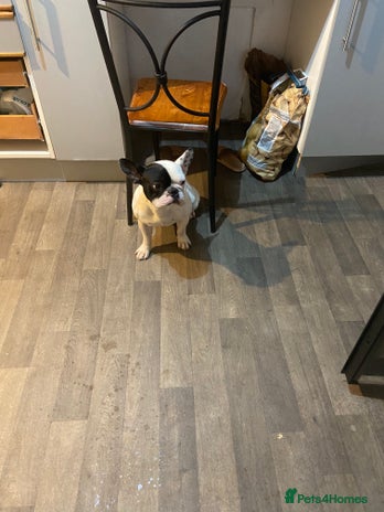 French Bulldog dogs - Advert 15