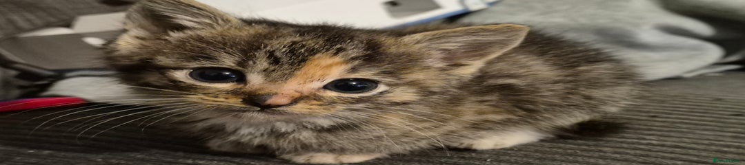 Mixed Breed Kitten 2