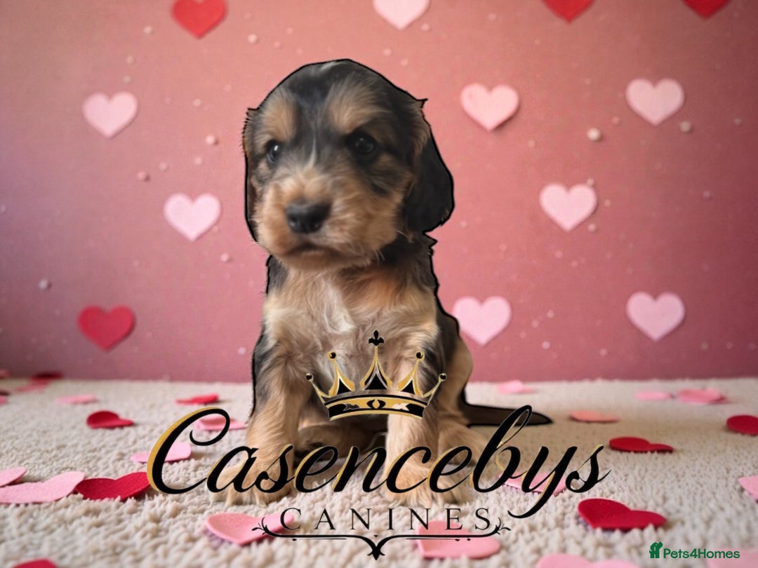 Cocker Spaniel dogs for sale: ❤️THE MOST INCREDIBLE DNA CLEAR SHOW SPANIELS❤️ - Advert 11
