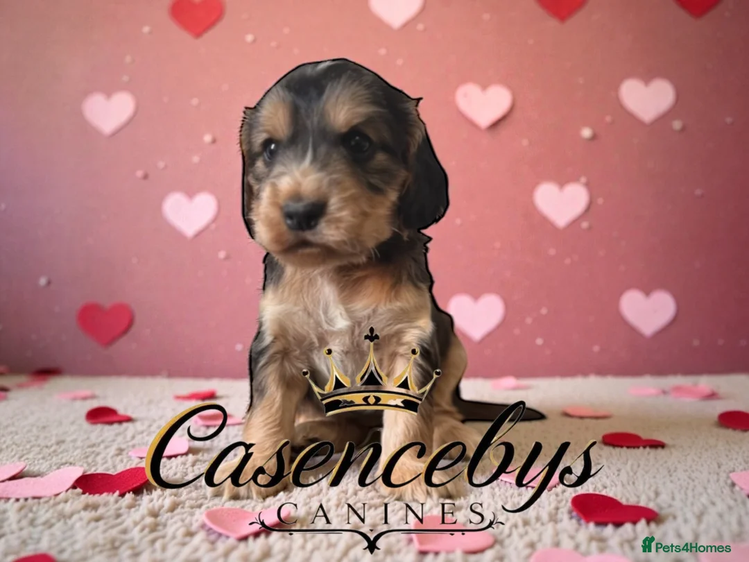 Cocker Spaniel dogs for sale: ❤️THE MOST INCREDIBLE DNA CLEAR SHOW SPANIELS❤️ - Advert 11