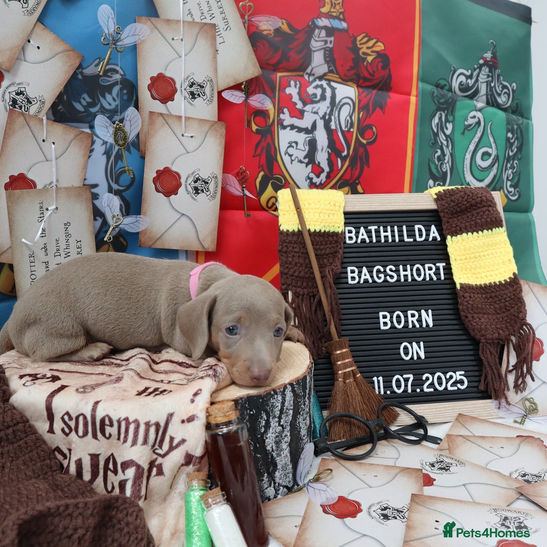 Miniature Dachshund dogs for sale: KC Reg short haired miniature dachshunds - Image 4