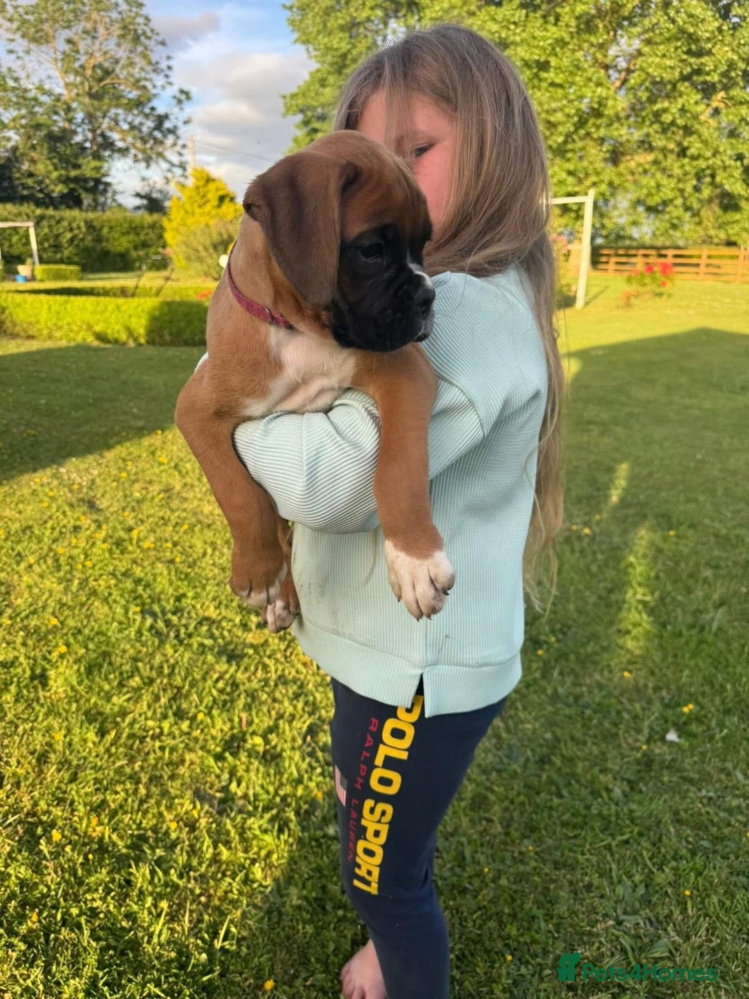 Boxer dogs for sale: KC Boxer Puppies by Winuwuk Walk It Talk It in Bridgwater - Image 4