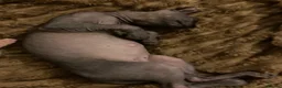 Sphynx cats for sale: Canadian elf sphinx - Advert 5
