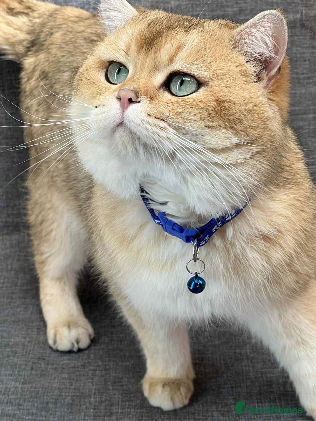 British Shorthair cats for sale: ⭐️TICA chunky golden BRITISH SHORTHAIR  - Advert 14