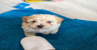 Toy Poodle dogs - Advert 14