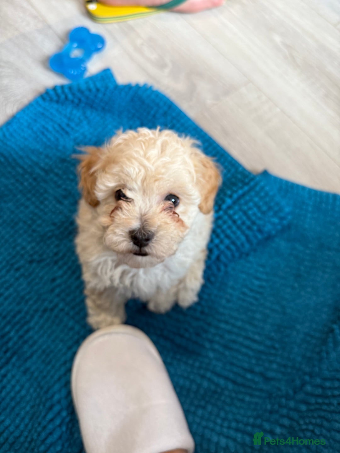 Toy Poodle dogs for sale: Toy Poodle Puppy for Sale - Edinburgh - Image 2