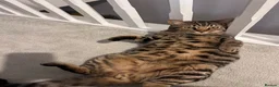 Mixed Breed cats for sale: Axel  in Leighton Buzzard - Advert 2