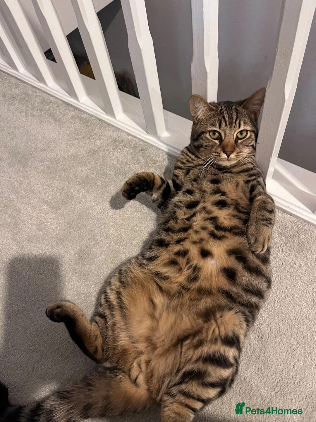 Mixed Breed cats for sale: Axel  in Leighton Buzzard - Advert 2