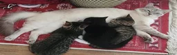 Mixed Breed cats for sale: Mixed Ragdoll kittens - Advert 9