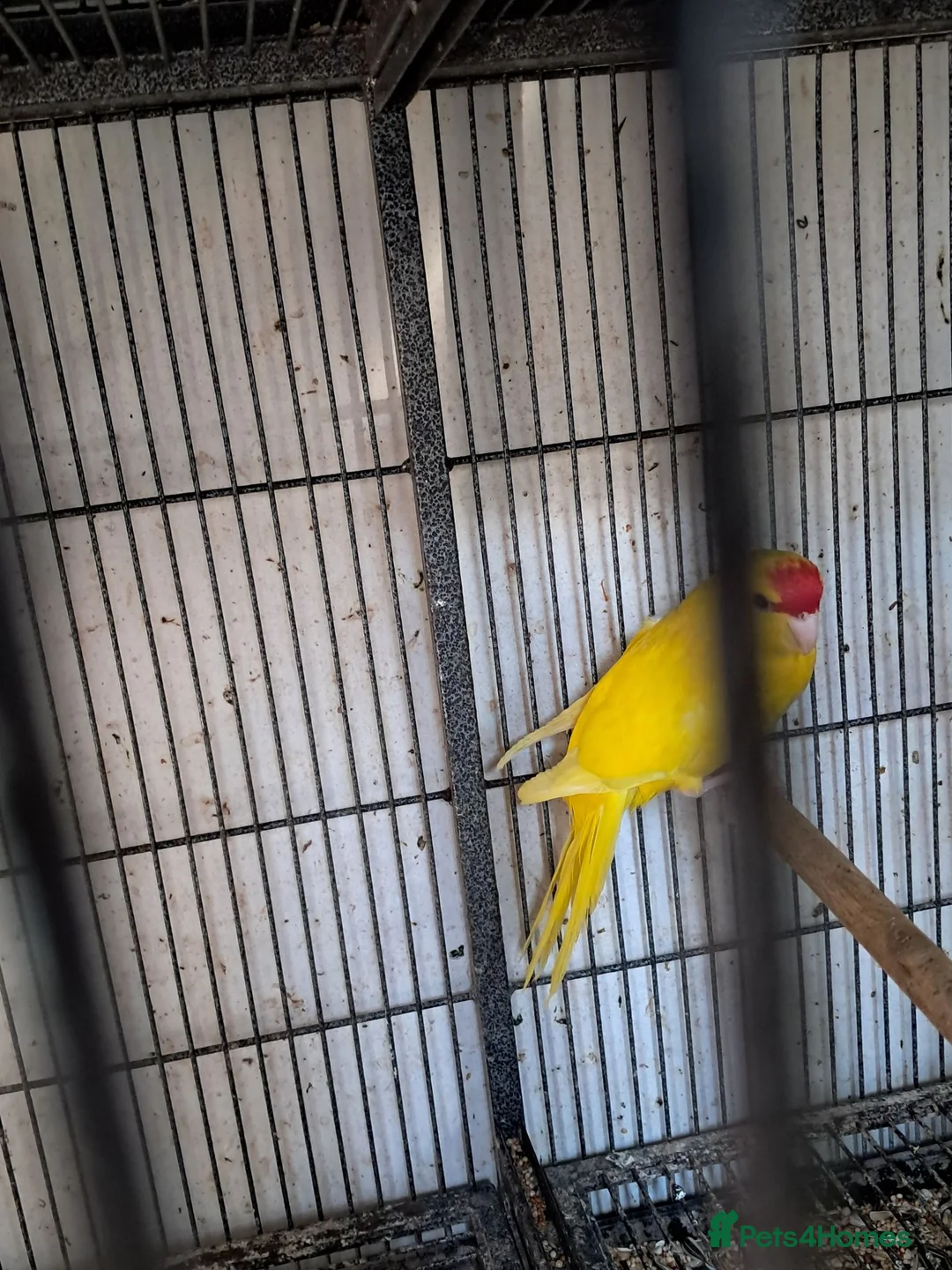 Parakeets birds for sale: Baby Kakarikies  - Advert 2