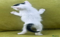 Mixed Breed cats for sale: CLEMMIE’S CUTIES  - Image 23