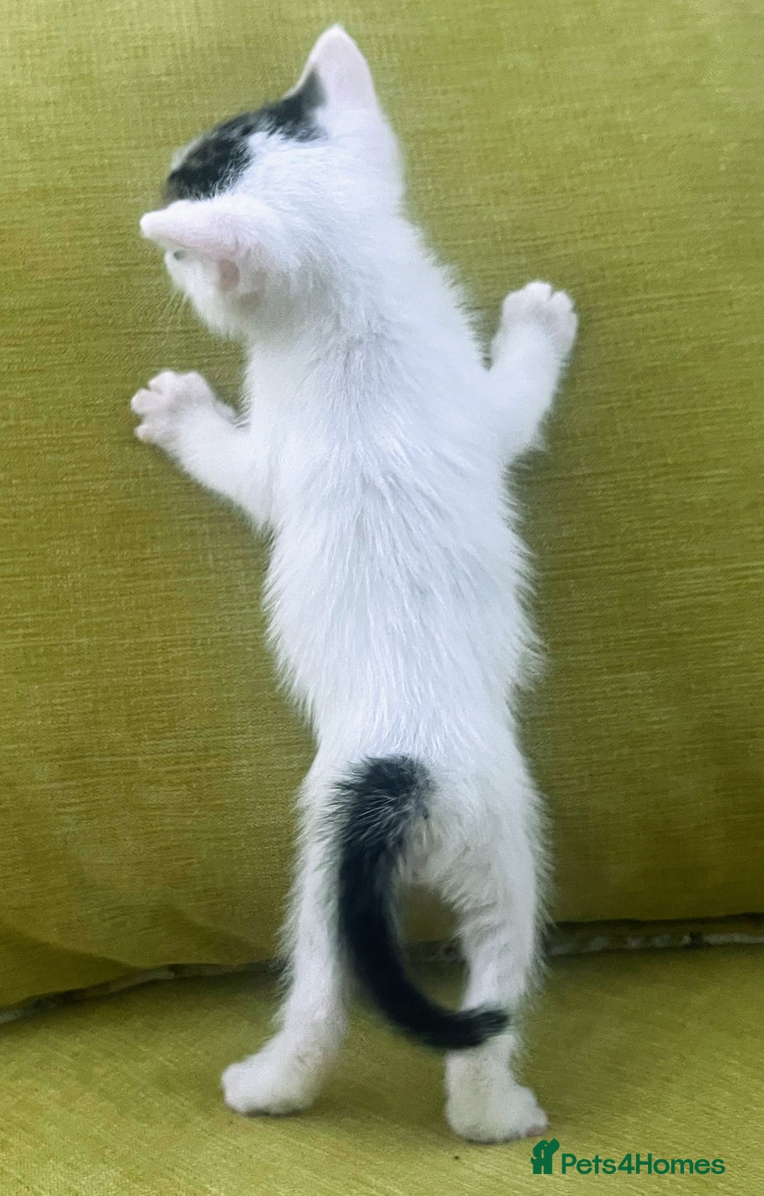 Mixed Breed cats for sale: CLEMMIE’S CUTIES  - Image 23