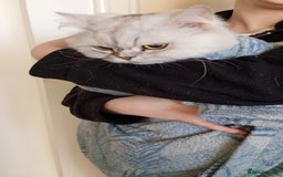 Mixed Breed cats for adoption: [Indoors Only] Chloe - Chilled and Chatty Cutie - Image 8