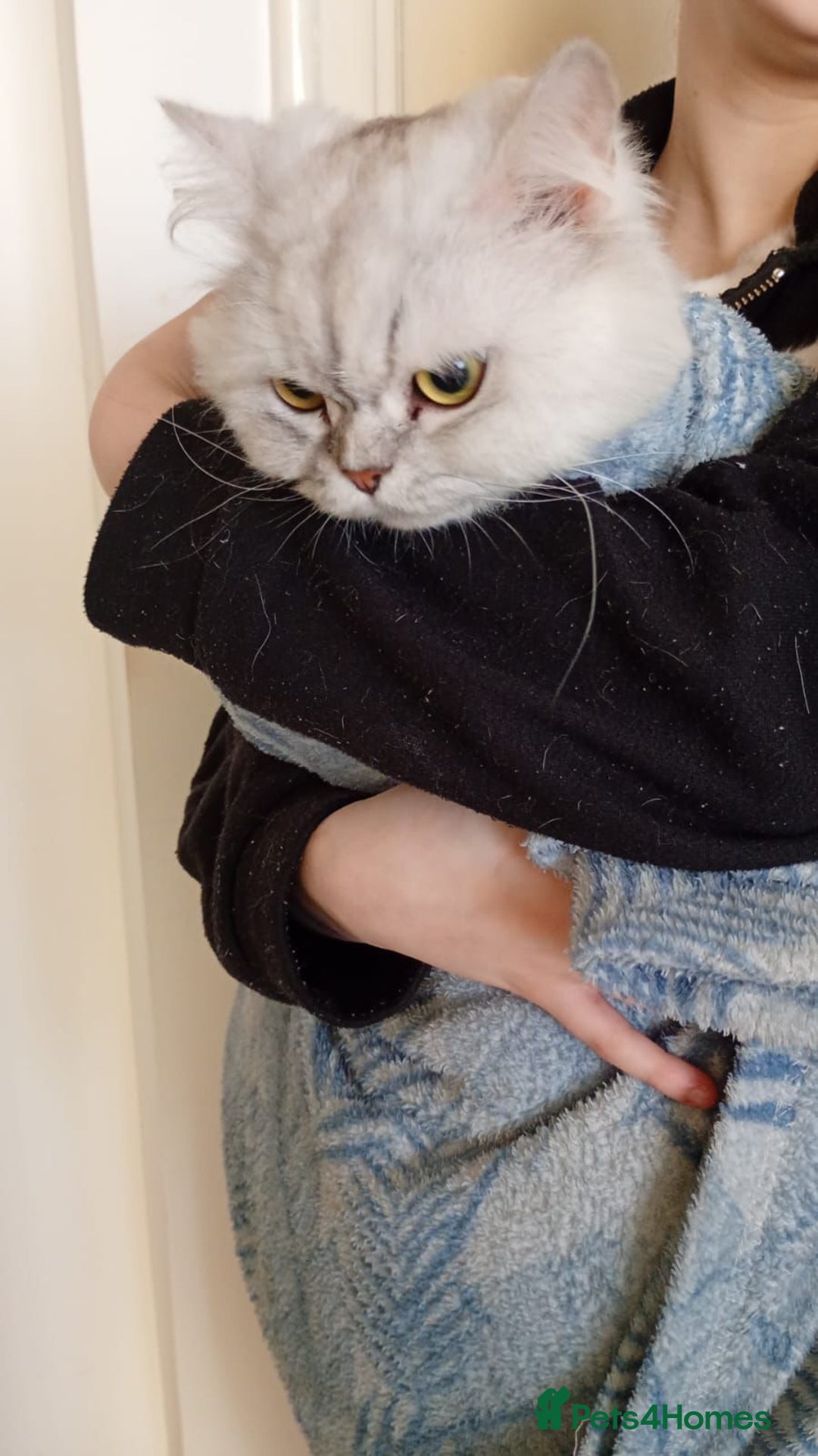 Mixed Breed cats for adoption: [Indoors Only] Chloe - Chilled and Chatty Cutie - Image 8